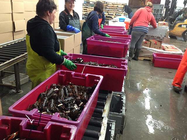 >オマール海老に携わって30年